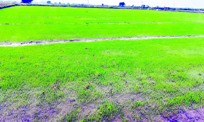 రబీ గట్టెక్కేనా..