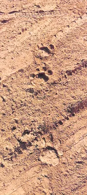 జైపూర్‌లో రెండు పులులు