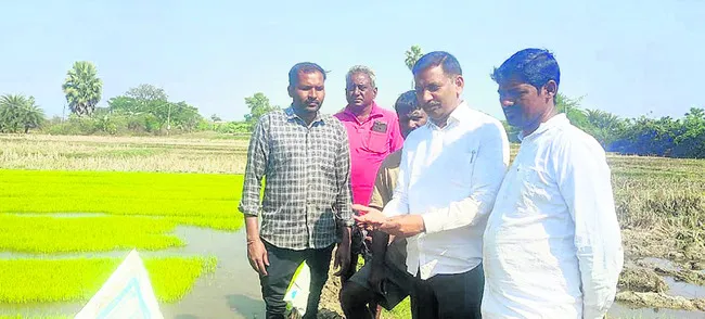 రెక్కల పురుగు నివారణకు జాగ్రత్తలు తీసుకోవాలి