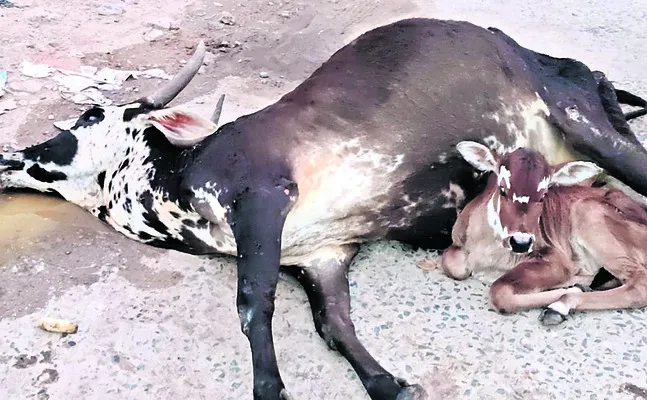 మురి‘పాల’కోసం  తల్లడిల్లిన దూడ
