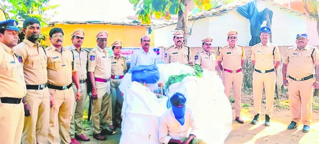 కందిలో గంజాయి సాగు