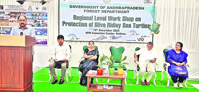 పర్యావరణ మనుగడకు ఆలివ్‌ రిడ్లీ తాబేళ్లు కీలకం 