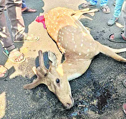 ఆర్టీసీ బస్సు ఢీకొని చుక్కల జింక మృతి 