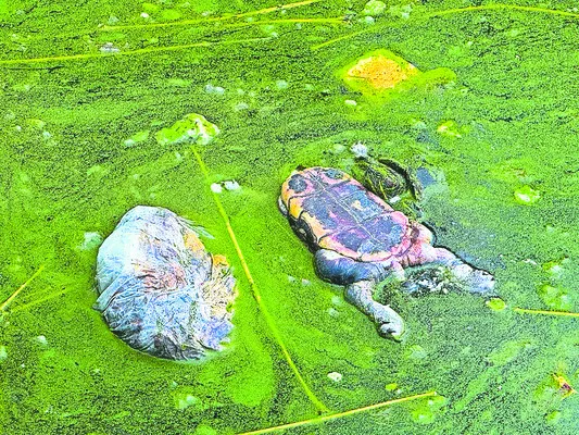 మెట్లబావిలో తాబేళ్ల మృత్యువాత