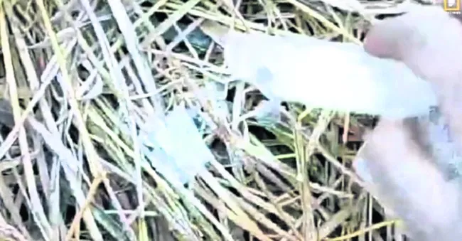 మన్యంలో చలి తీవ్ర రూపం దాలుస్తోంది. గురువారం ఒక్కసారిగా