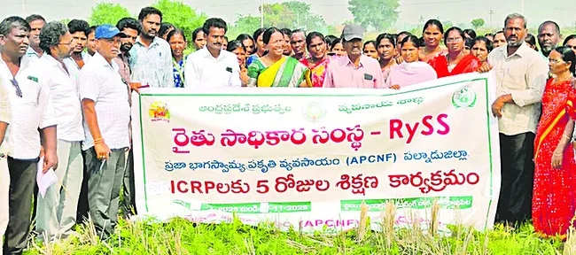 ప్రకృతి వ్యవసాయం ద్వారా వరిలో అధిక దిగుబడులు 