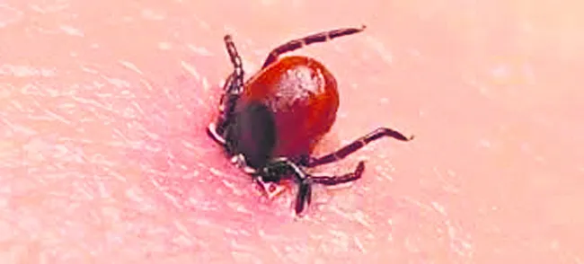 భయపెడుతున్న స్క్రబ్‌ టైఫస్‌..! 