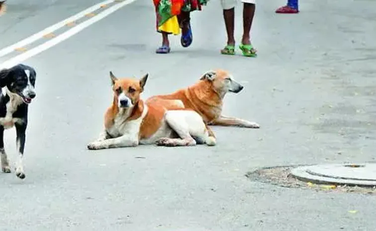 ఆత్మకూరులో చిన్నారిపై కుక్క దాడి