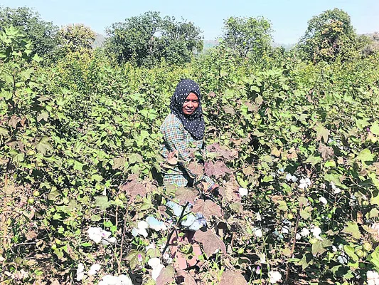 పత్తి ఏరుతున్న కొత్త సర్పంచ్‌