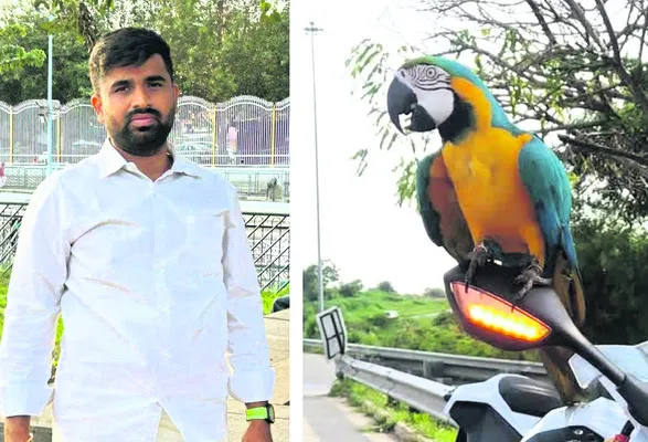 చిలుక తెచ్చిన తంటా 