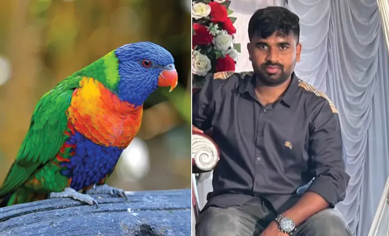 చిలుక తెచ్చిన తంటా 