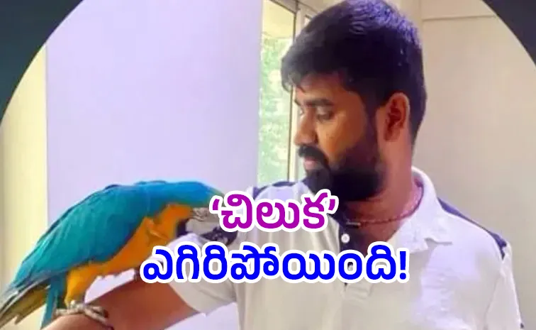 Bengaluru Man Electrocuted While Trying To Save Pet Parrot