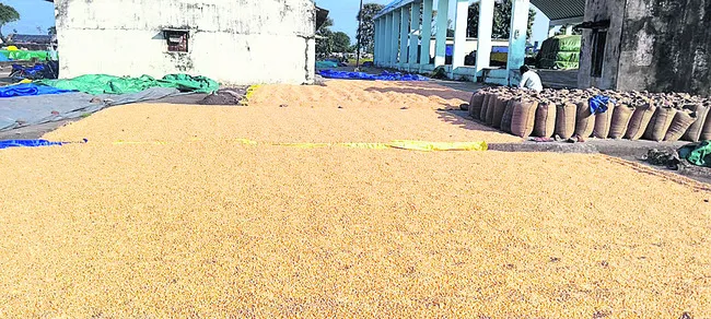 మొక్కజొన్న కొనుగోళ్లు నిలిపివేత