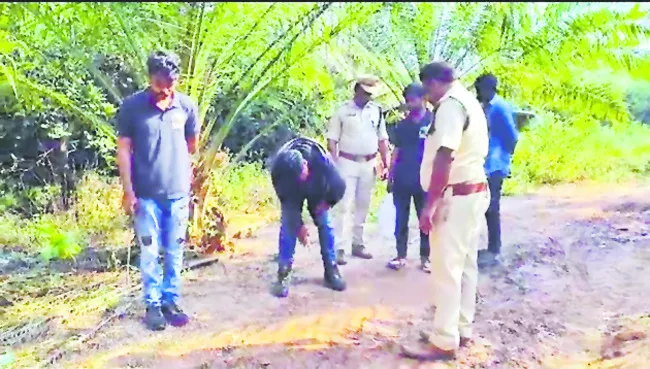 భీమోలులో పులి సంచారం! 