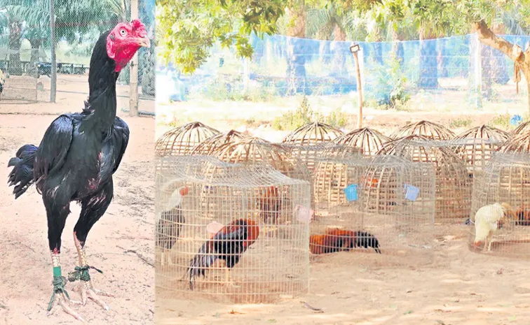 సంక్రాంతి కోట్లాటకు 'పుంజు'కుంటున్నాయ్‌