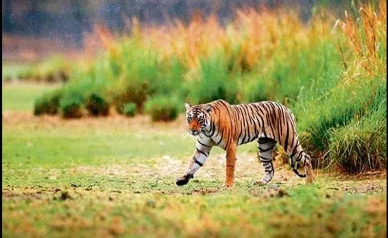 Farmers play music on solar-powered speakers to keep tigers at bay in Pilibhit