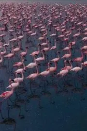 Travel Tips: Flamingos Paint Rajasthans Sambhar Salt Lake Pink