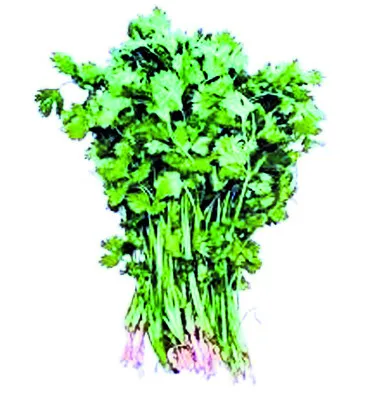 పతనమైన  కొత్తిమీర ధర 