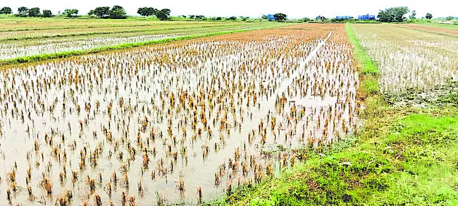 ముంచిన మోంథా..బాబు వంచన