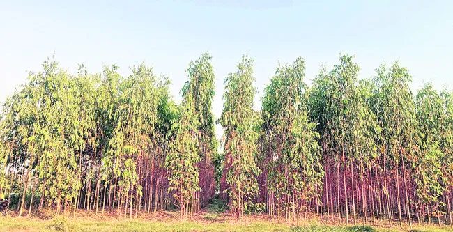 రైతులకు ‘కలప’తరువుగా..