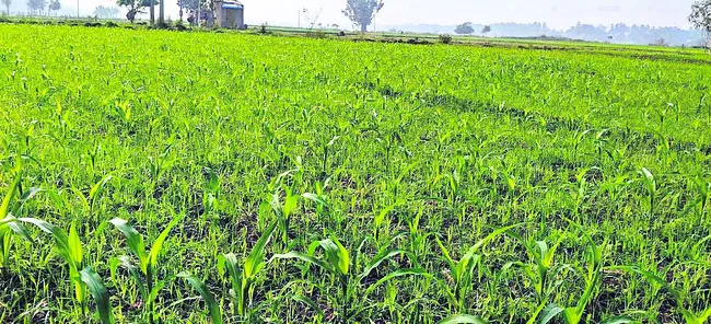 మొక్కజొన్నపై మక్కువ..! 