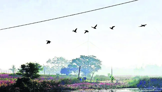 గాలిమరలు.. పక్షులకు మరణ శాసనాలు 