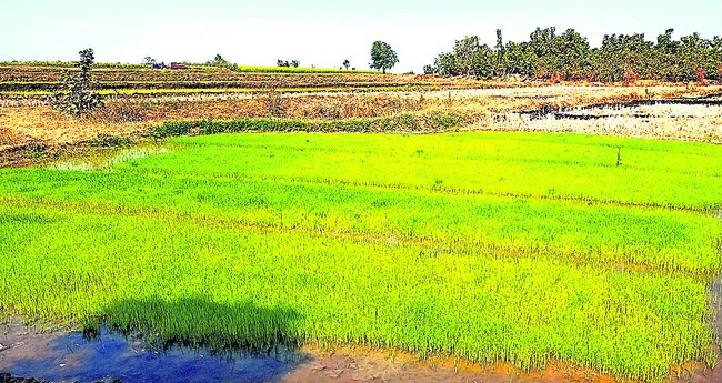 వరినారుపై చలి పంజా