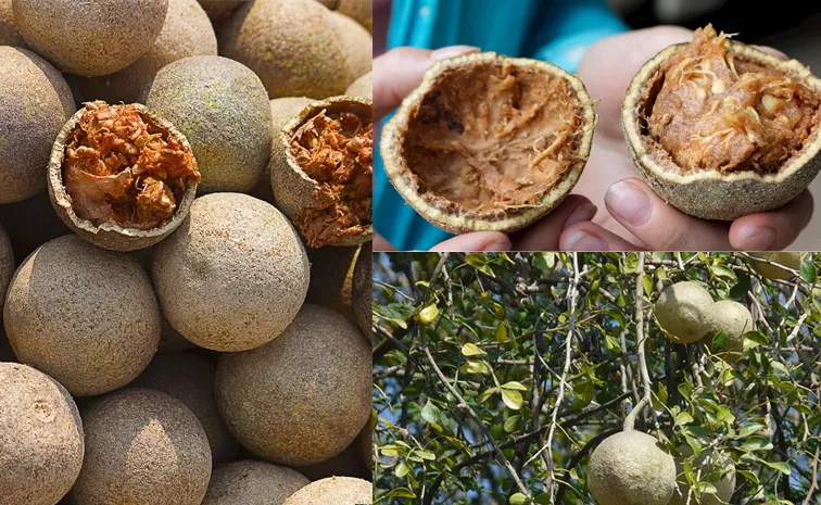 Traditional Gudachi Veerabhadra Swamy Jatra Begins with Pournami Celebrations