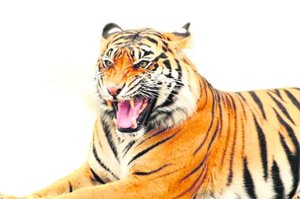 జిల్లాలో మరోసారి పెద్దపులి సంచారం కలకలం రేపుతోంది. అది 