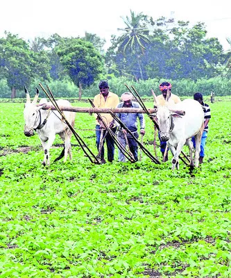 నేలరాలుతున్న రైతన్నలు