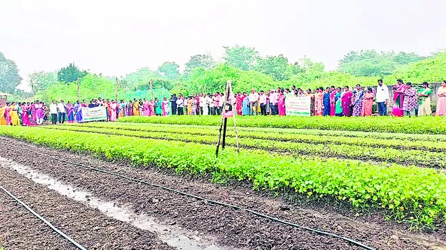 ప్రైవేట్‌ కొలువు వదిలి.. ప్రకృతి వ్యవసాయం వైపు అడుగులు