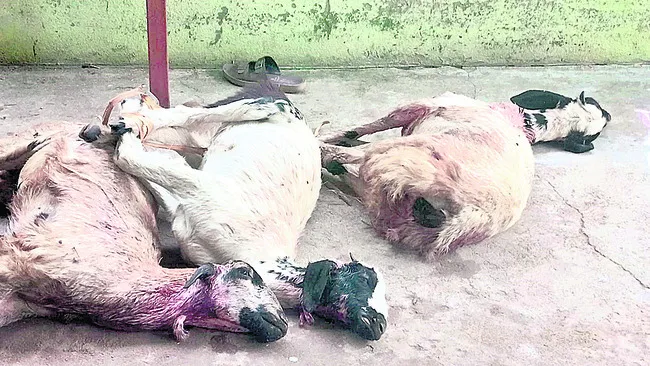 చిరుత దాడిలో మేకలు మృతి