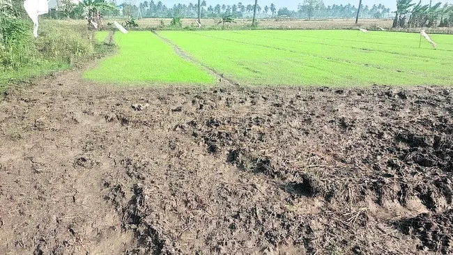 దాళ్వాకు నీటి ఎద్దడి ముప్పు 