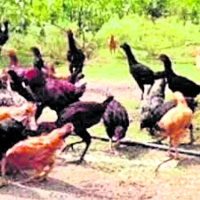 ఆత్మకూరులో నాటు కోళ్ల దొంగలు! 