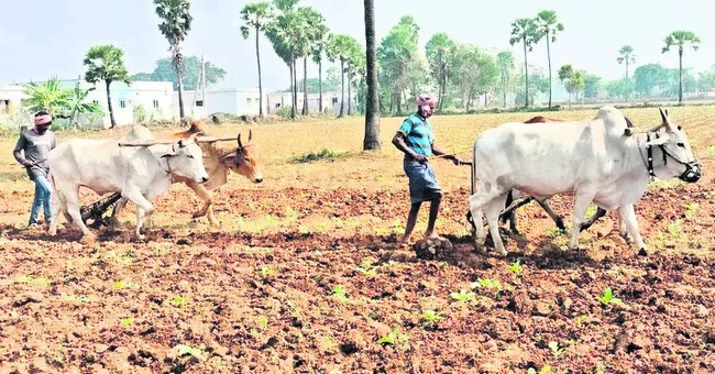 మన్యంలో వర్జీనియా పొగాకు సాగు 
