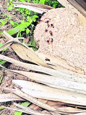 తీరంలో మళ్లీ విషపు ఈగల పంజా 
