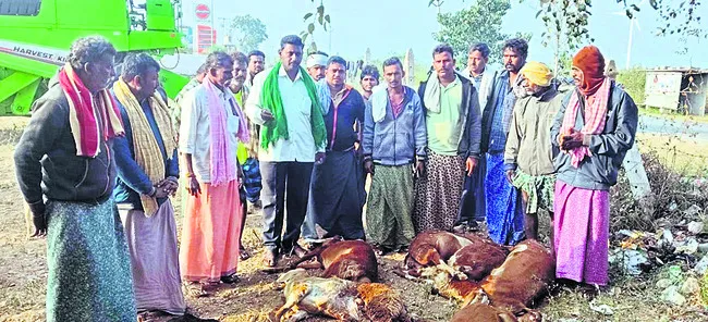 వాహనం ఢీకొని 20 గొర్రెల మృతి 