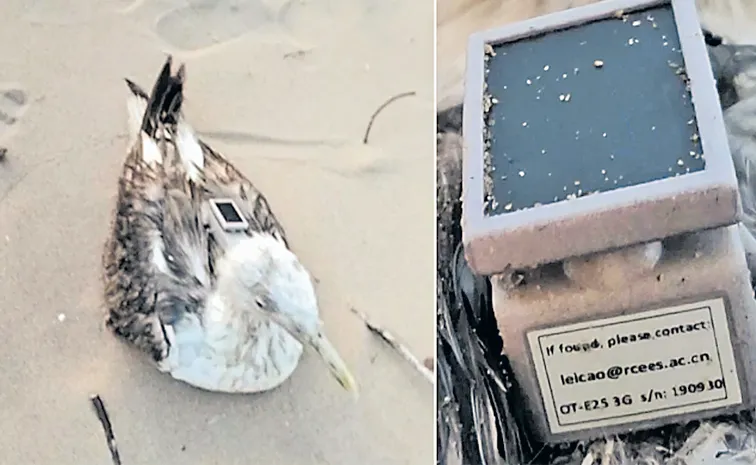 నౌకా స్థావరంలో చైనా గూఢచార పక్షి