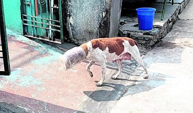 అయ్యో.. కుయ్యో.. మొర్రో ! 