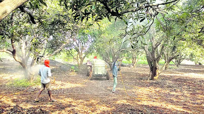 మామిడి పూత.. రైతుల్లో చింత