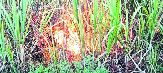 30న తపాలా అదాలత్‌   