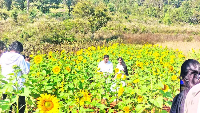 సన్‌ఫ్లవర్‌ ఫుల్‌ ఆదాయం