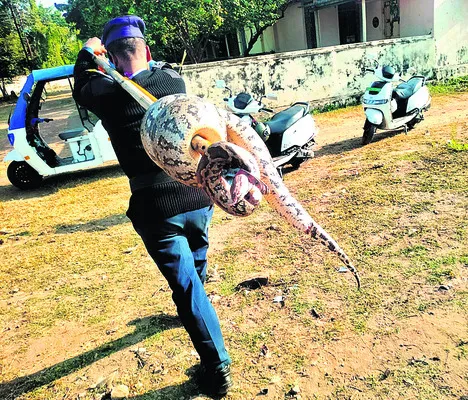 వామ్మో కొండచిలువ..!
