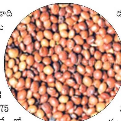 మద్దతు ధరతో కందుల కొనుగోలు 