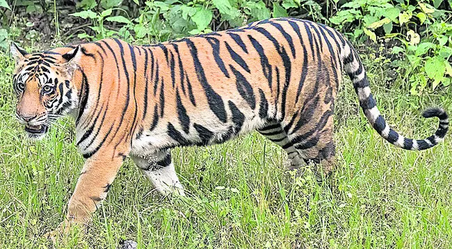 అక్కడ పులి.. ఇక్కడ అప్రమత్తం