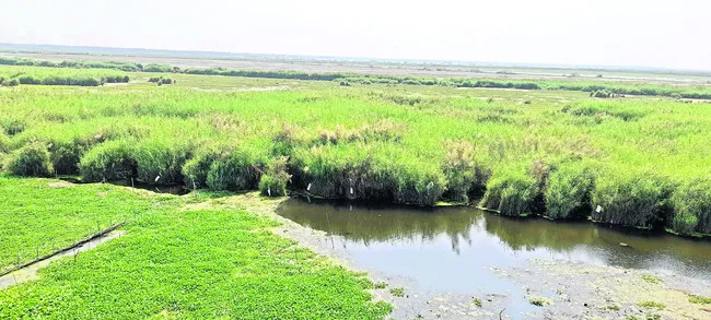 కొల్లేరు సమస్యలు కొలిక్కి వచ్చేనా? 