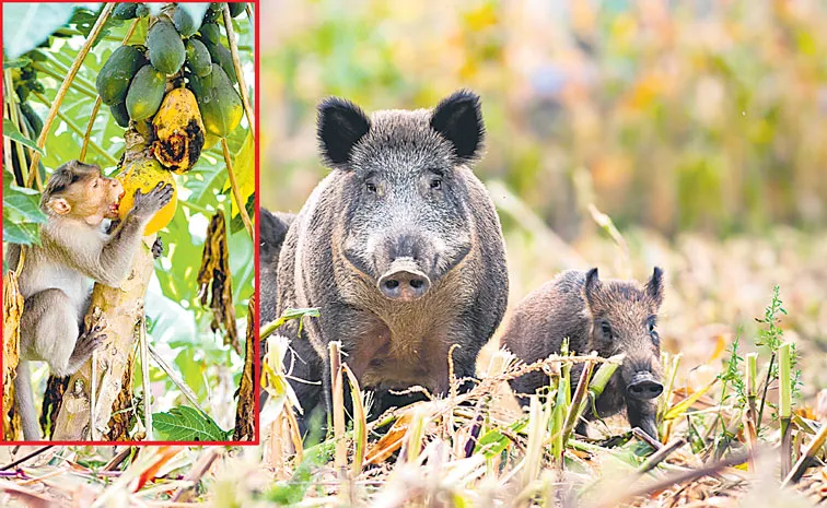 Sagubadi: Insurance coverage for crop damage caused by wild animals