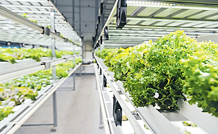 Sagubadi: Hydroponic Agriculture and Microbial Safety of Vegetables