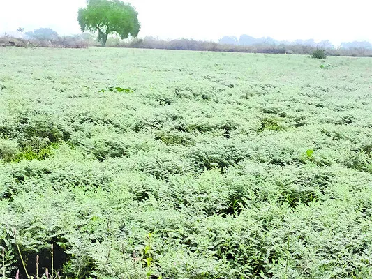 ముందుకు సాగని రబీ సాగు 