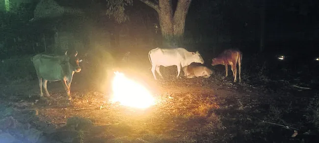 మాకూ చలివేస్తోంది... 